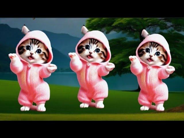 Cat Videos Funny Dance Videos For cats Cat Dance video #Cats #dancingcat  #funnycats
