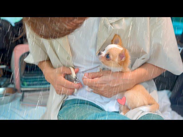 Enjoying a rainy day car camping with a harmless baby puppy