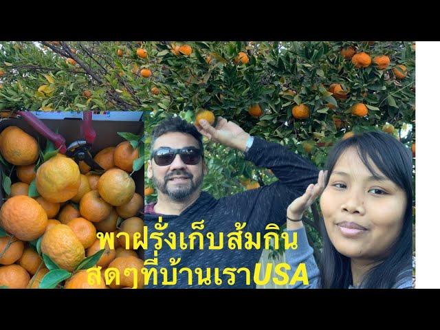 Thai wife picking orange  with husband at they house in USA  so much fun & good time19/12/2020