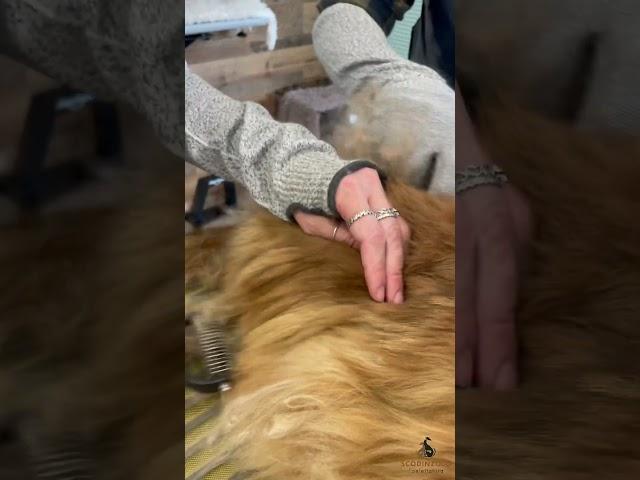 “Olio di gomito ..a 4 mani 🪮🪮” Phoebe  #groomingcats