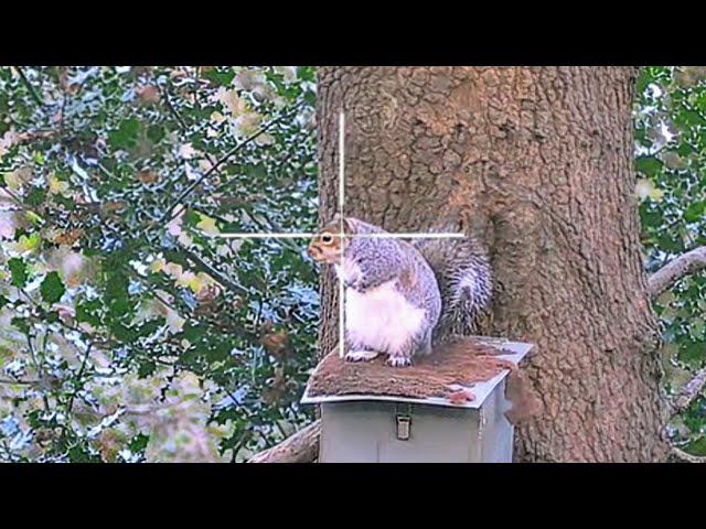 SQUIRREL HUNTING with the WEIHRAUCH HW100