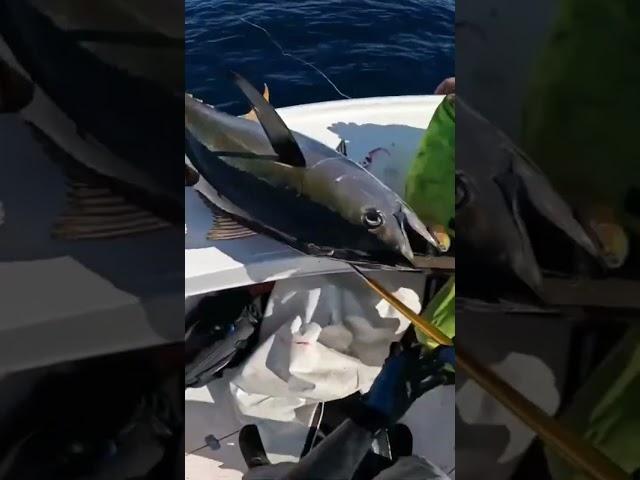 The INSANEyellowfin tuna that gets me all fired up!