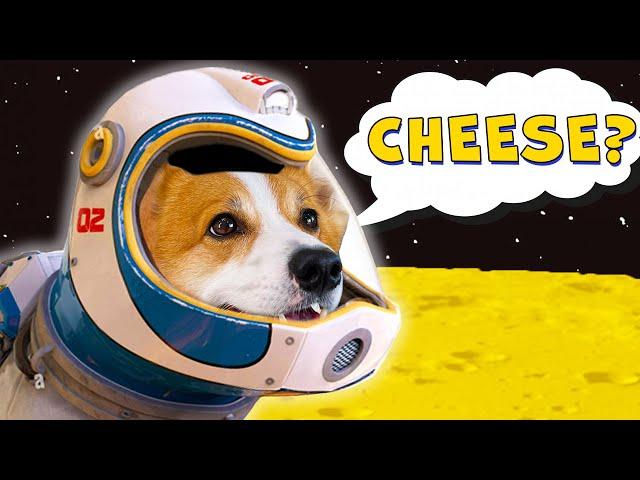 Is the MOON made of CHEESE?! This dog finds out!