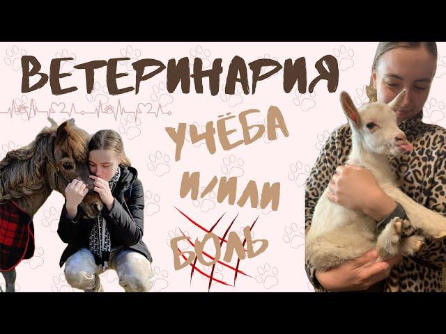 Учёба на ветеринара  | Моя история и боль ️‍🩹