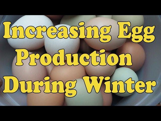 How To Increase Egg Count During Winter Months