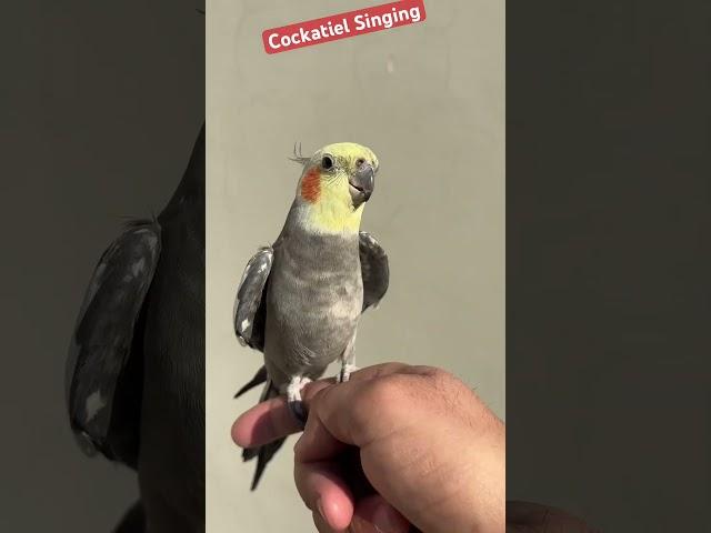 Cute Cockatiel Singing on Hand  #cockatiel #parrot