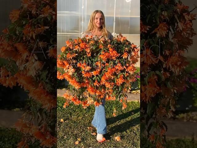 #бегония BELLECONIA Soft Orange #бегонии #бегонияампельная #цветы #garden #flowers