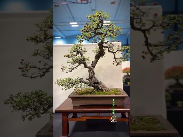 An old Hawthorn #bonsai #bonsaitree #bonsaishow #bonsaiart #tree #hawthorn #bonsailife #bonsais