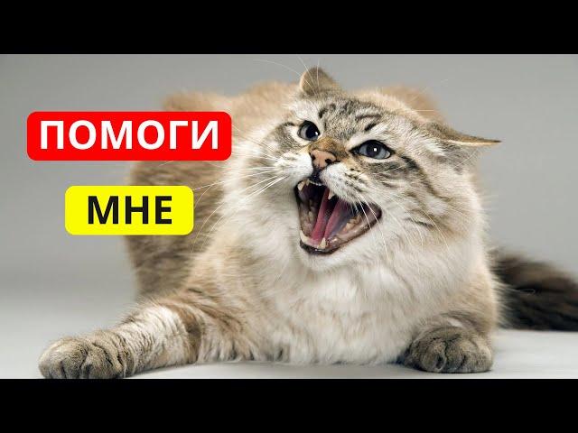ПРИЗНАКИ того, что КОШКЕ БОЛЬНО.  Как КОШКА просит о ПОМОЩИ