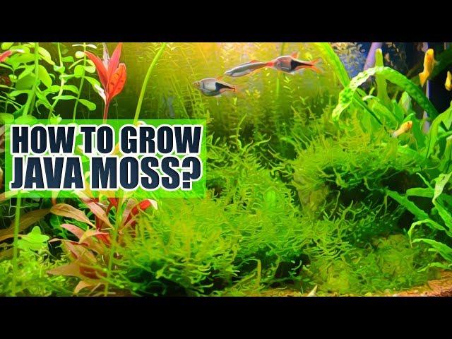 How to grow Java moss  Basics