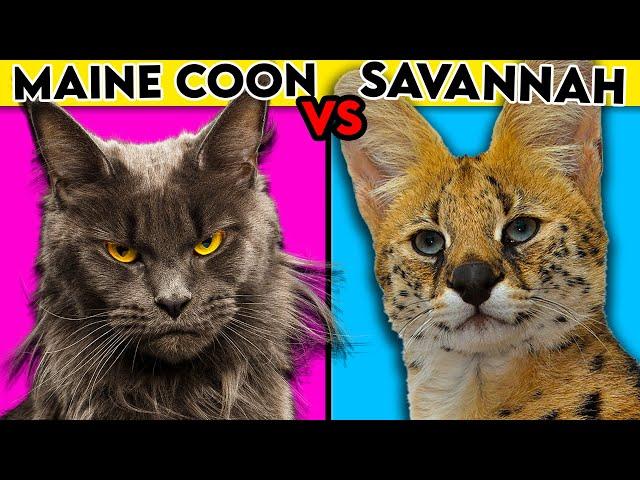 Maine Coon cat vs Savannah - Everything You Need To Know
