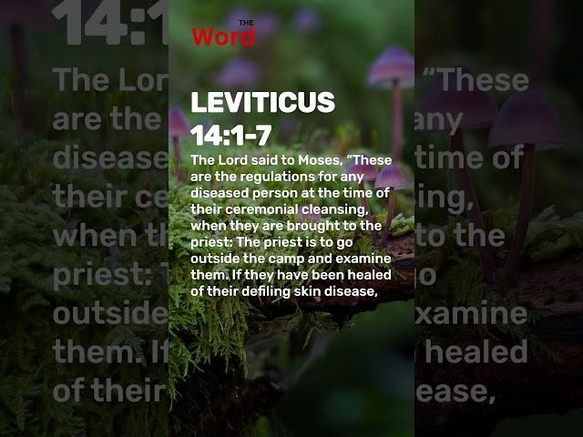 Leviticus 14:8-11The Path to Purity and Holiness Unveiled | A Journey Through the Bible #leviticus