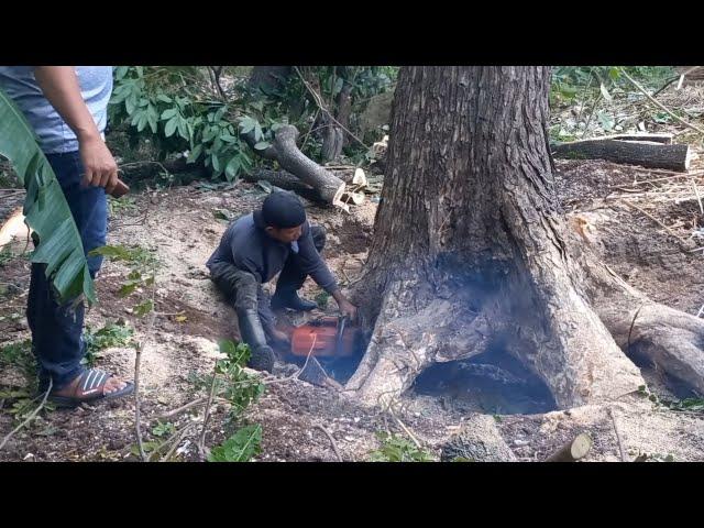 Ceroboh‼️‼️‼️berujung panik