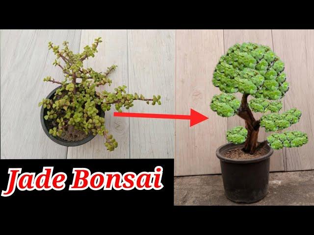 How to make Jade bonsai first pruning | Jade bonsai for beginners | Portulacaria afra bonsai