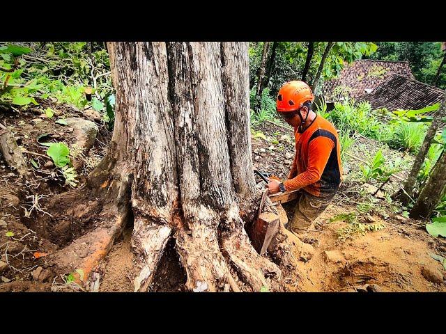 Cut the best quality Indonesian Teak Trees