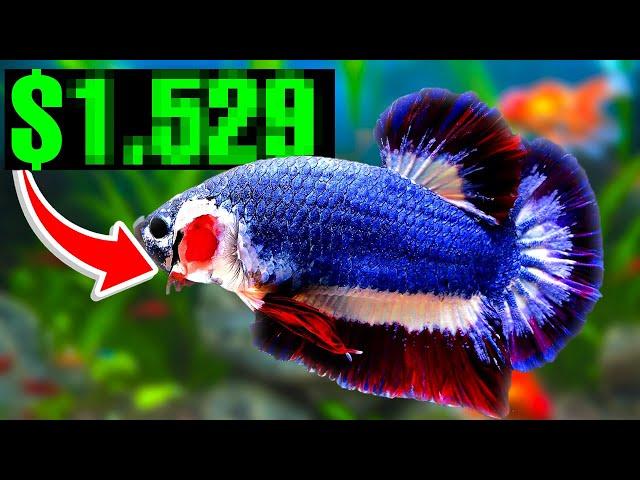 World's Most Expensive Betta Fish