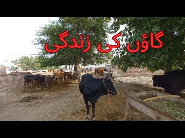 Gaon ki Zindgi | Village | Life | Malik Ahmer Vlogs #desivillagelifevlog #desivillage #village