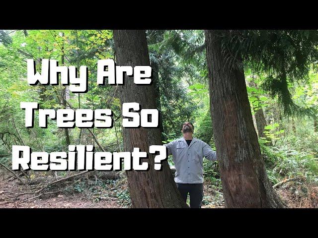 Why Are Trees So Resilient?