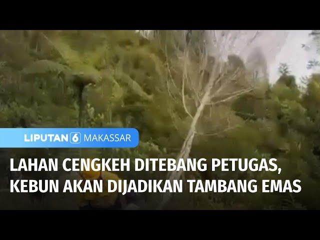 Tangisan Warnai Proses Penebangan, Kebun Warga akan Dijadikan Tambang Emas | Liputan 6 Makassar