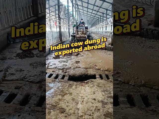 Indian cow dung is exported abroad #mechanical #technology #invention #explore #knowledge