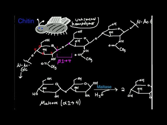 Polysaccharides: Chitin