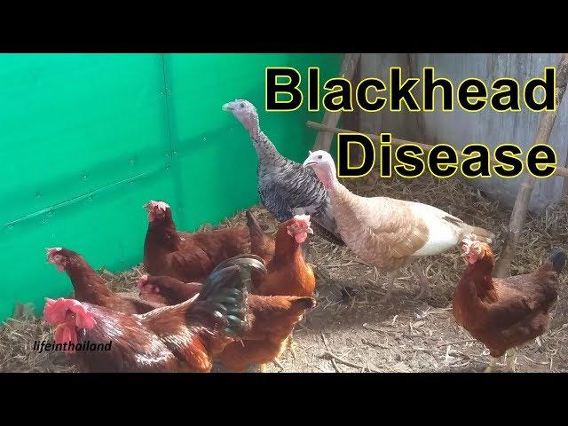 Blackhead Disease, Keeping Turkeys and chickens together.