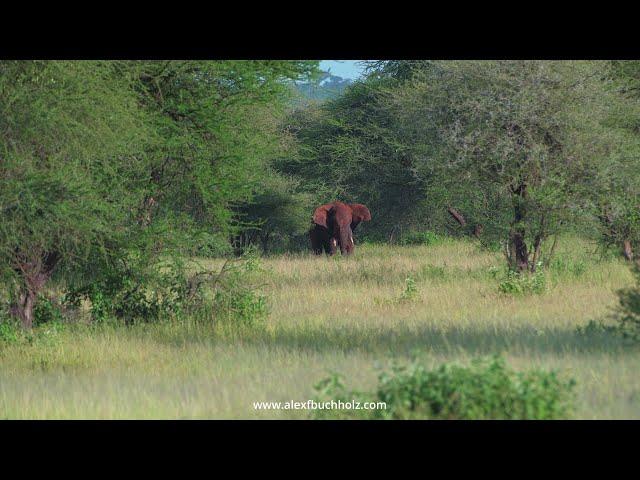 4K Mini Wildlife Moments by Alex F Buchholz: The Red Elephant ~ Tarangire 2020