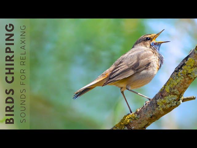 Birds Singing - Bird Sounds Relaxation, Soothing Nature Sounds, Birds Chirping