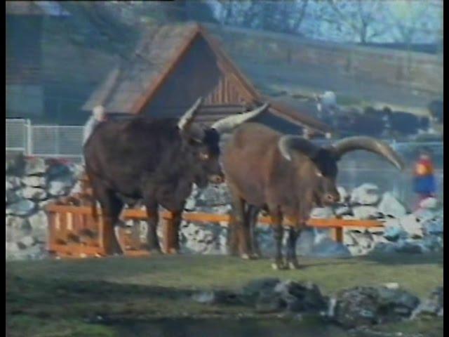 Belgrade zoo - Beo Zoo Vrt - Zooloski vrt grada Beograda 1988.