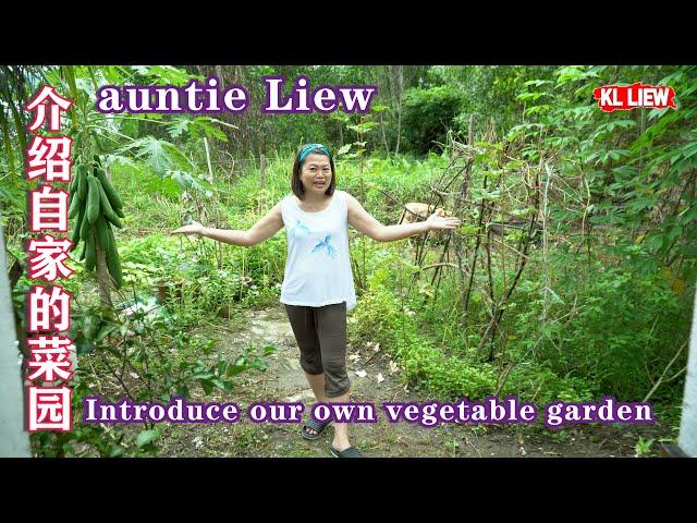 Introduce our own vegetable farm , auntie Liew 介绍自家的菜园,传说在家种植香蕉树会迎来孤魂野鬼, 是真的吗?告诉你真相