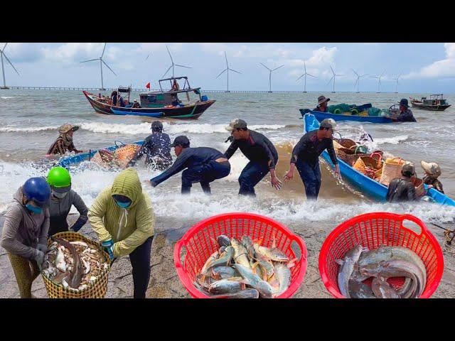 Vừa Run Vừa Thương Ngày Gió Ghe Đưa Hải Sản Vô Ba Động Trà Vinh║Cá Úc Câu Về Chợ Duyên Hải