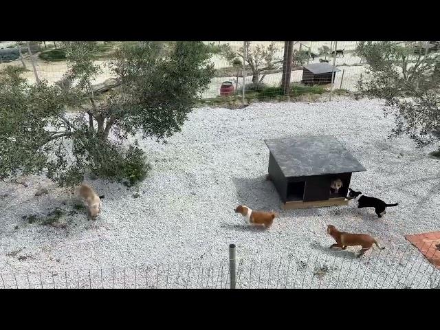 Honey's Families First Moments in the New Area! - Takis Shelter