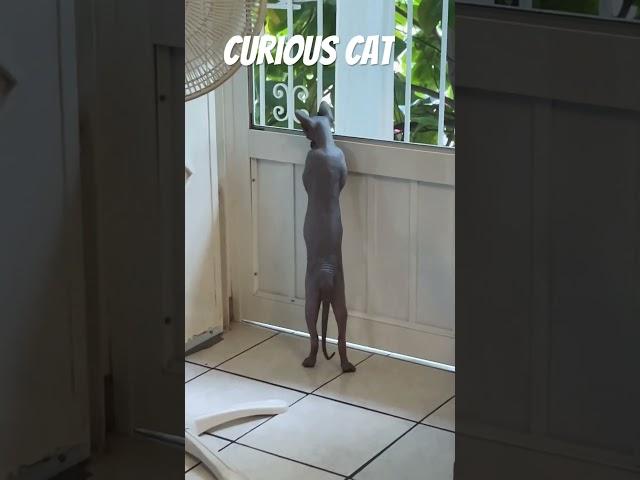 Curious Cat ‍⬛   #curiouscat #catshorts #funnypets #viralcats #bluthesphynx #catsofyoutube