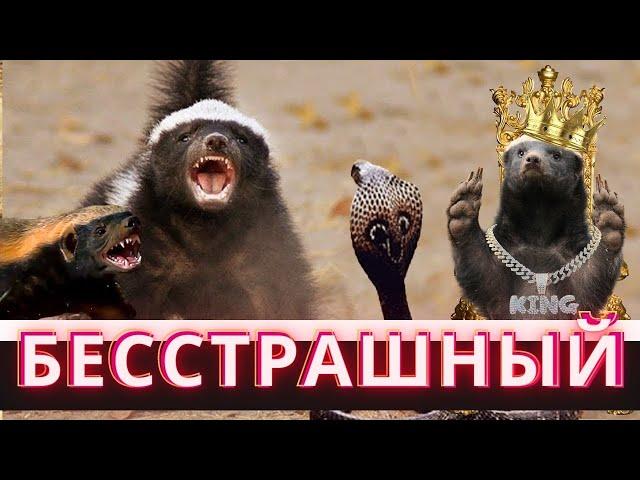 САМЫЙ БЕССТРАШНЫЙ ЗВЕРЬ В МИРЕ - МЕДОЕД!