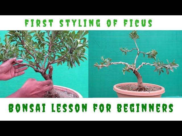 First Styling of a Ficus Bonsai/Lesson for Beginners/OVD