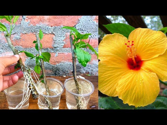 How to Grow Hibiscus in water easy and simple way | Hibiscus Propagation