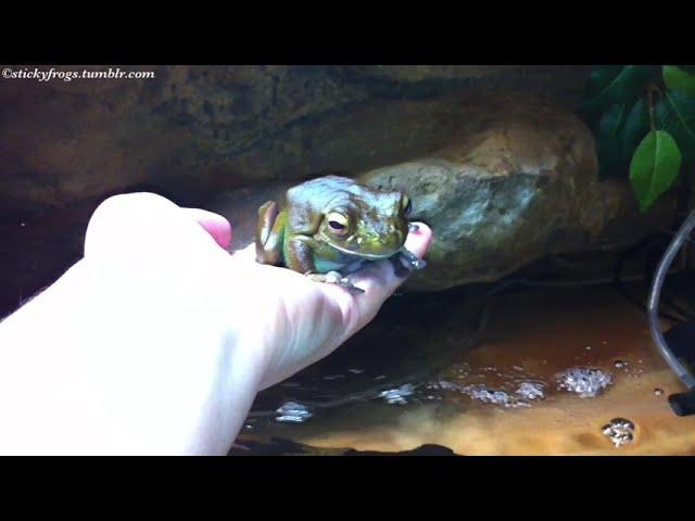 Long Frog sat on the Hand to eat a Treatie for the 1st time ever! And we Almost caught it on video!