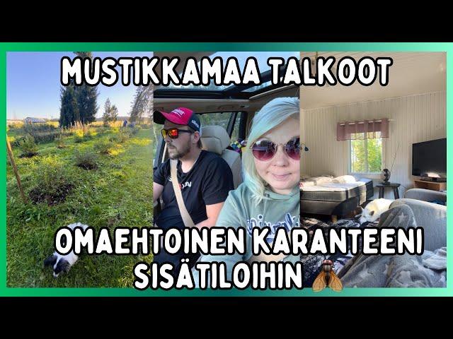 Mustikkapensaiden kitkentä talkoot ja pikareissu Ruovedelle/ Ekat pakkaset tulossa