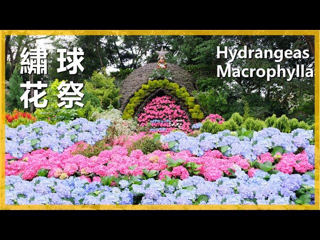 【繡球花系列17】繡球花祭花露花卉----Hydrangea macrophylla 層層堆疊的繡球花，組成垂直粉紅花牆，怎麼能不少女心爆發 。＃愛種花的伊恩＃繡球花＃花露花卉