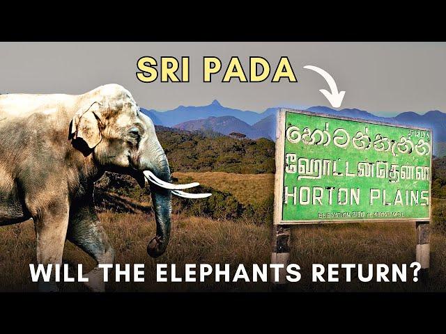 Elephants of Sri Pada | Adam's Peak