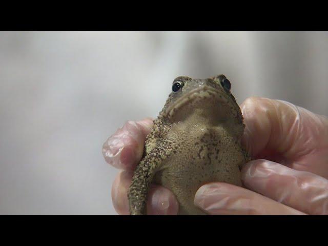 Toads reproducing through IVF?! Inside the incredible science happening at the Fort Worth Zoo