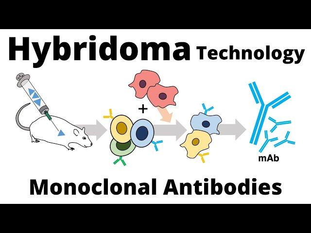 Hybridoma Technology for the Production of Monoclonal Antibodies