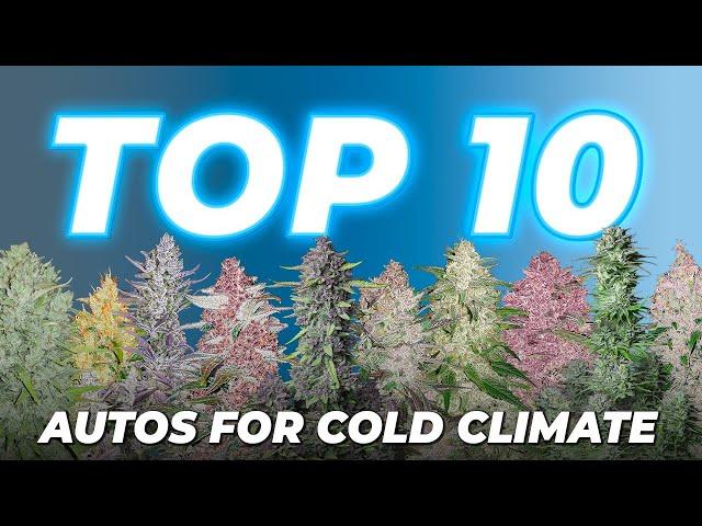 Top 10 Autoflowering Cannabis Strains for Cold Climates  | Fast Buds