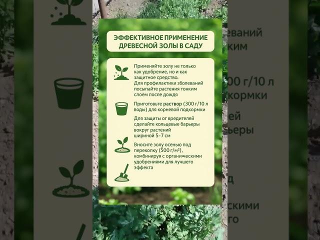 Эффективное применение древесной золы в саду