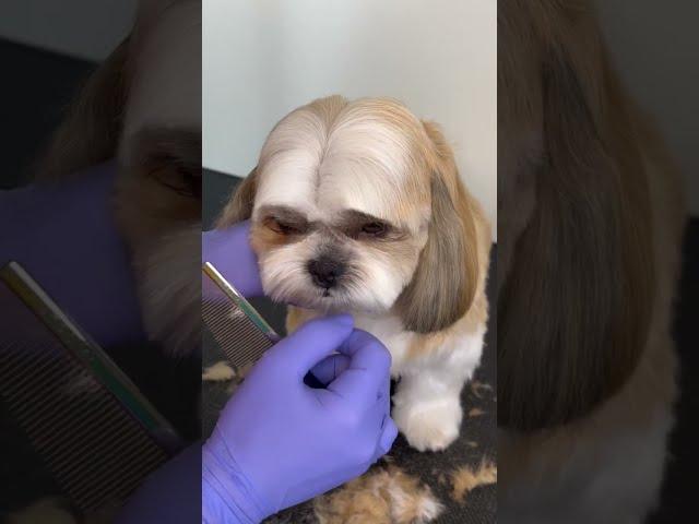 Shitzu Grooming Tips to do Bangs #shorts #doggroomer #shihtzu