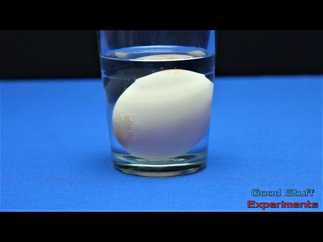 Egg vs Vinegar - Cool Science Experiment