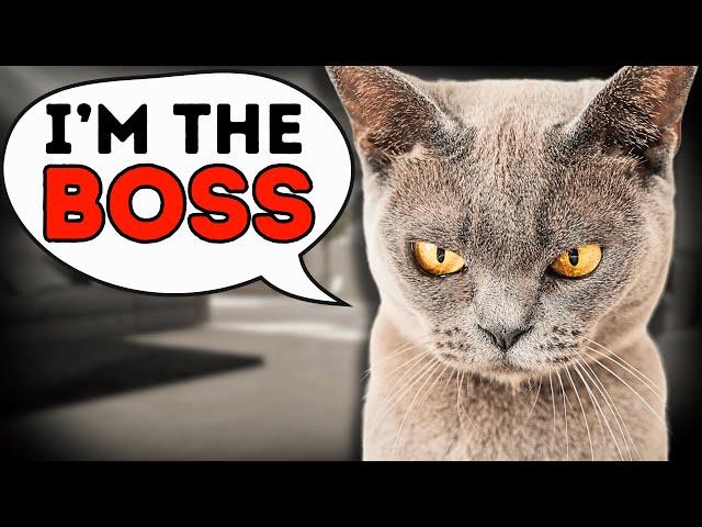 9 Signs Your Cat Thinks They’re the Boss (And What to Do About It)