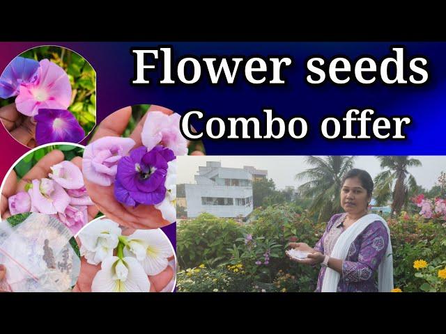 flower seeds combo offer | తక్కువ రేటుకే విత్తనాలు | gardening