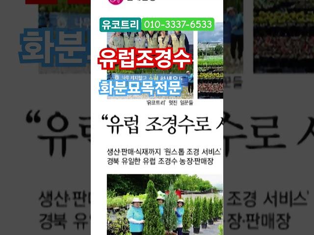 신문에 실렸어요! 유럽조경수#유코트리        010-3337-6533