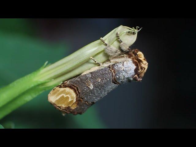 Лунка серебристая / Phalera bucephala